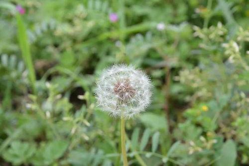 漂泊的蒲公英,漂泊蒲公英的传奇之旅