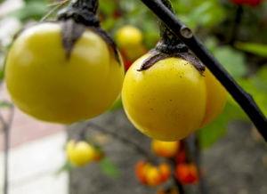 瓜熟蒂落,见证自然法则的神奇时刻