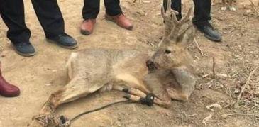 受伤的小鹿,温情救助见证生命奇迹