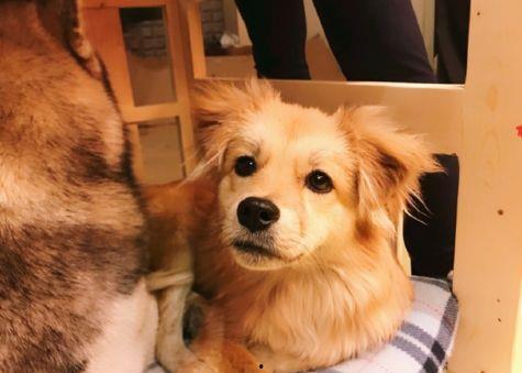 网红狗,萌宠界的明星风采